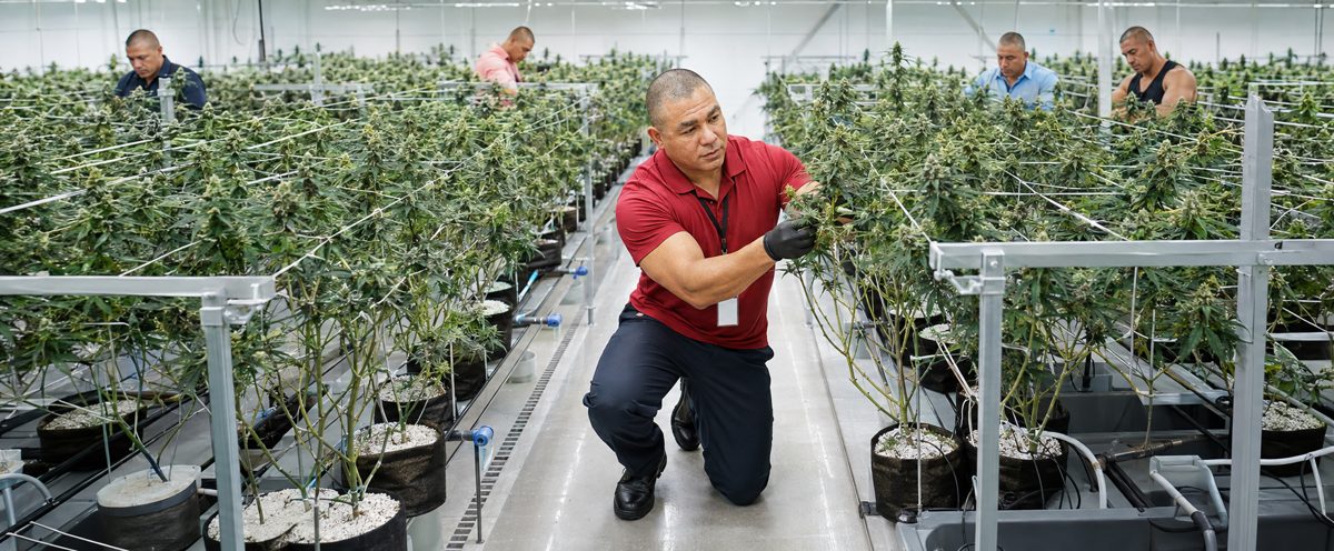Devin Lockett training a team in the hydroponic cannabis cultivation grow